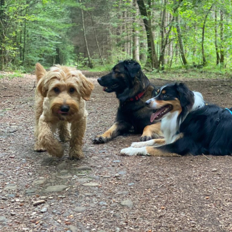 Hundetraining Pfotensicher Drei Hunde spielen im Wald, einer läuft, die anderen liegen entspannt.