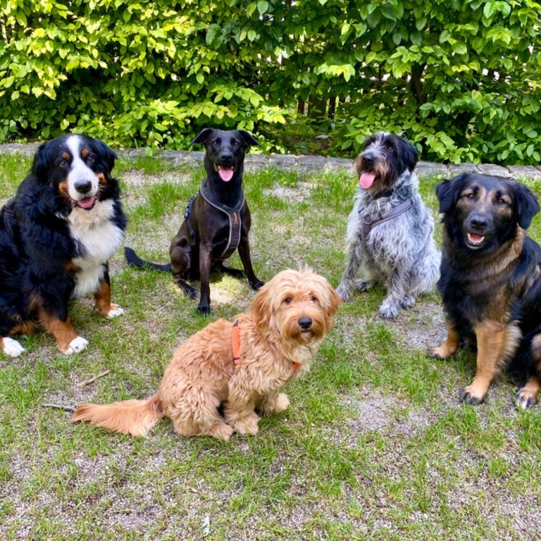 Hundebetreuung Pfotensicher Fünf Hunde unterschiedlichen Typs sitzen im Freien auf grünem Gras.