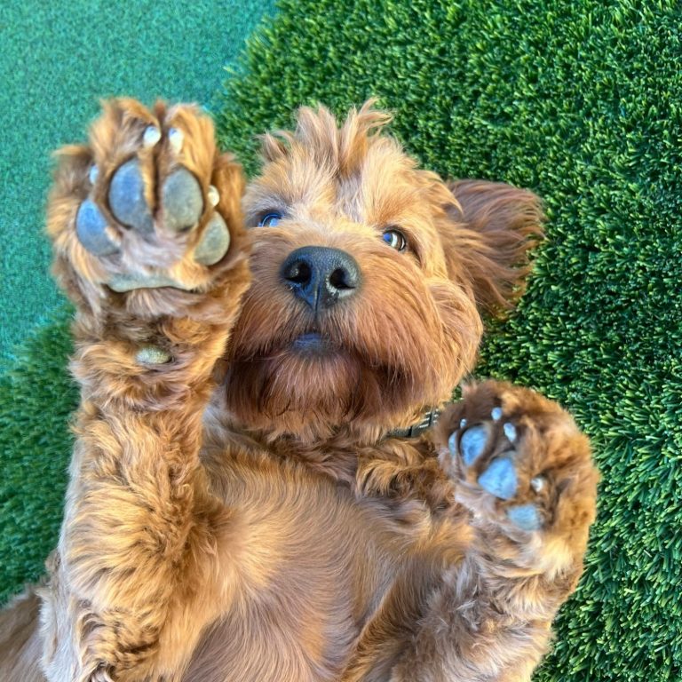 Welpenkurs Pfotensicher Brauner Hund mit lockigem Fell liegt auf grünem Gras und zeigt seine Pfoten.
